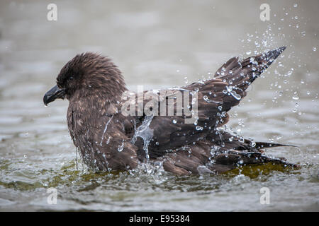 South Polar Skua (Stercorarius Maccormicki) Baden im Süßwasser Teich, Whalers Bay, Deception Island, Süd-Shetland-Inseln Stockfoto