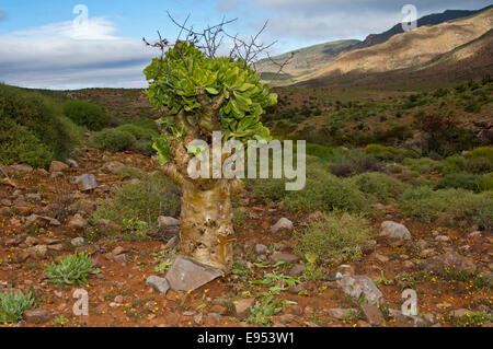 Botterboom oder Butter Baum (Tylecodon Paniculatus), Richtersveld, Südafrika Stockfoto