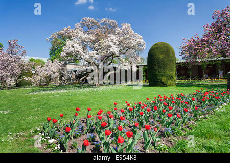 Magnolien blühen in der maurischen Garten Wilhelma, Stuttgart, Baden-Württemberg, Deutschland Stockfoto