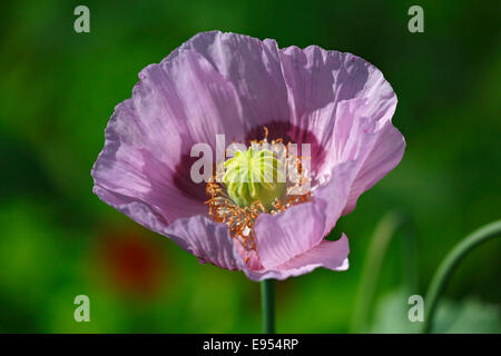 Schlafmohn (Papaver Somniferum), Blume Stockfoto