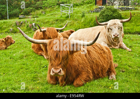 Gruppe von Highland Cattle liegend auf dem offenen Land in Landwirtschaft Township Duirinish, in der Nähe von Kyle of Lochalsh, Wester Ross, Schottland Stockfoto