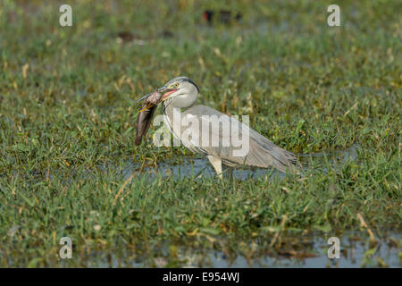 Graue Reiher (Ardea Cinerea), Keoladeo National Park, Rajasthan, Indien Stockfoto