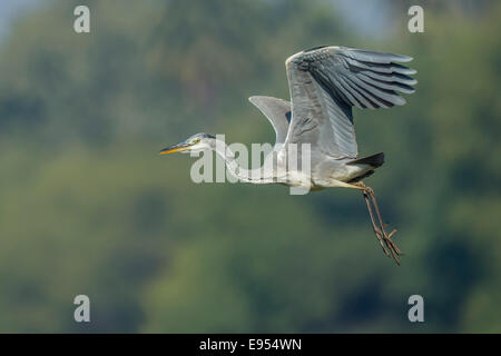 Graue Reiher (Ardea Cinerea), Keoladeo National Park, Rajasthan, Indien Stockfoto