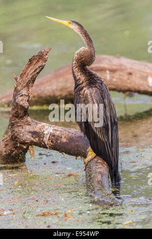 Oriental-Darter (Anhinga Melanogaster), Keoladeo National Park, Rajasthan, Indien Stockfoto