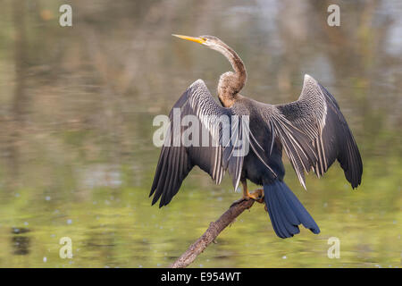 Oriental-Darter (Anhinga Melanogaster), Keoladeo National Park, Rajasthan, Indien Stockfoto