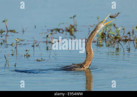 Oriental-Darter (Anhinga Melanogaster), Keoladeo National Park, Rajasthan, Indien Stockfoto