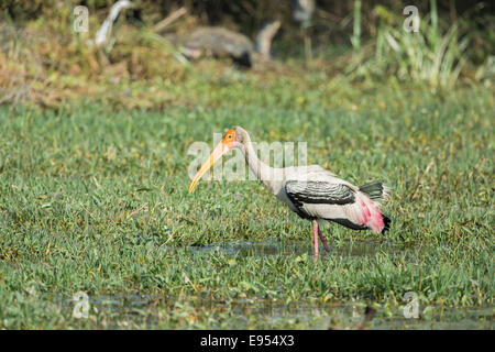 Malte Stork (Mycteria Leucocephala), Keoladeo National Park, Rajasthan, Indien Stockfoto