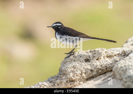 Weißer-browed Bachstelze (Motacilla Maderaspatensis), Chambal River, Rajasthan, Indien Stockfoto