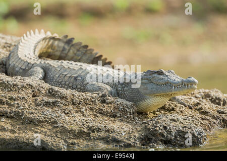 Mugger-Krokodil (Crocodylus Palustris), Chambal River, Rajasthan, Indien Stockfoto