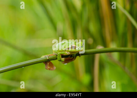 Mittelmeer-Laubfrosch (Hyla Meridionalis), Quintana De La Serena, Extremadura, Spanien Stockfoto