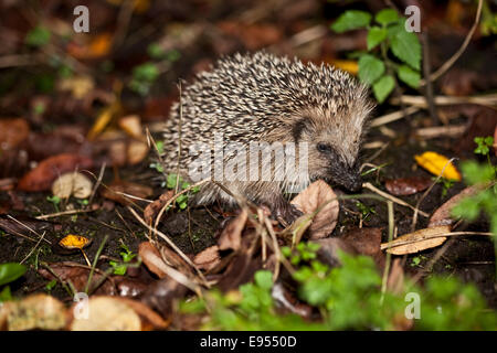 Junge Igel (Erinaceus Europaeus), Bayern, Deutschland Stockfoto