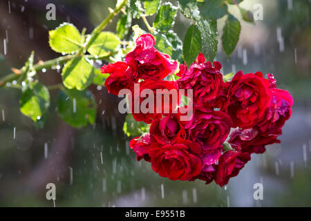 Rote Rosen (Rosa) in Regen, Deutschland Stockfoto