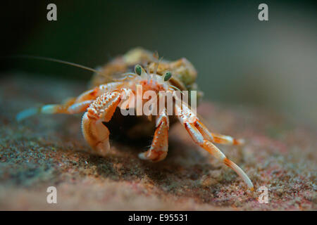 Gemeinsamen Einsiedlerkrebs (Pagurus Bernhardus, Eupagurus Bernhardus), Meerwasseraquarium Helgoland, Schleswig-Holstein, Deutschland Stockfoto