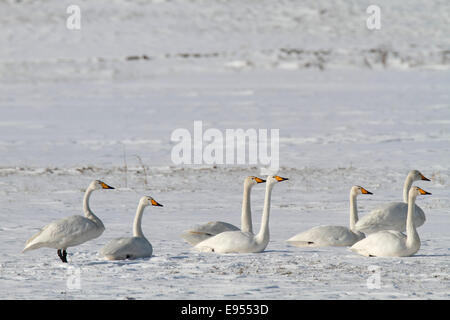 Singschwäne (Cygnus Cygnus), ruht im Schnee, Strohauser Plate, Niedersachsen, Deutschland Stockfoto