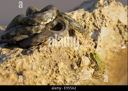 Würfel Schlange (Natrix Tessellata), Riesenhai, fokussieren den Blick auf Frosch im Wasser, Bulgarien Stockfoto