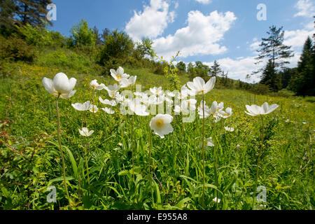 Schneeglöckchen-Anemonen (Anemone Sylvestris), Blumen, Thüringen, Deutschland Stockfoto