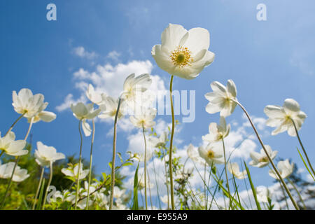 Schneeglöckchen Anemonen (Anemone Sylvestris) Blüten vor blauem Himmel, Thüringen, Deutschland Stockfoto