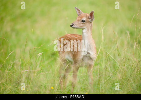 Damhirsch (Dama Dama), fawn, stehend auf einer Wiese, Gefangenschaft, Sachsen, Deutschland Stockfoto