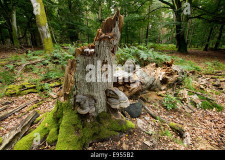 Toten und gefallenen Buche (Fagus Sylvatica), wertvolle Totholz, Darß, Western Region Nationalpark Vorpommersche Stockfoto