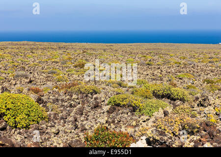 Malpais De La Corona, Mycelstränge Lava, Lavafeld des Vulkans Corona bedeckt mit Moos und Flechten, Arrieta, Caleta de Sebo Stockfoto