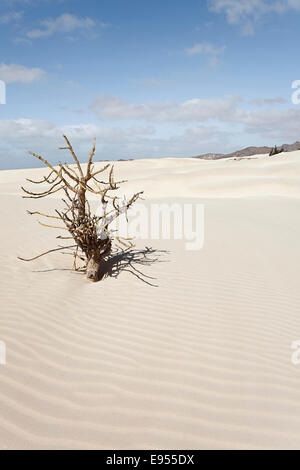 Toter Baum in den Sanddünen der Wüste Deserto Viana, Insel Boa Vista, Kap Verde, Republik Cabo Verde Stockfoto