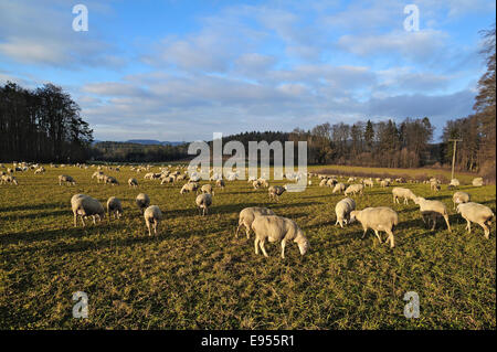 Schafe weiden im Abendlicht, Hoefles, Fränkische Schweiz, Middle Franconia, Bayern, Deutschland Stockfoto