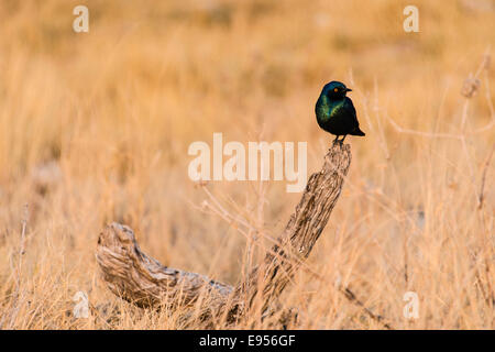 Kap-Starling (Glanzstare Nitens), Etosha Nationalpark, Namibia Stockfoto