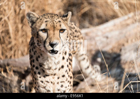 Gepard (Acinonyx Jubatus), Namibia Stockfoto