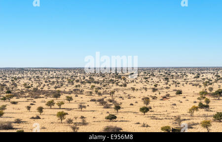 Weite Landschaft mit Bäumen, Kalahari, Namibia Stockfoto