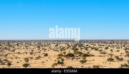 Weite Landschaft mit Bäumen, Kalahari, Namibia Stockfoto