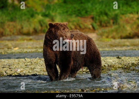 Braunbär (Ursus Arctos) im Fluss stehen und warten auf Lachs, Katmai Nationalpark, Alaska Stockfoto