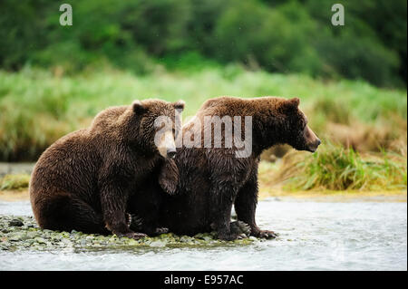 Braunbär (Ursus Arctos), Frauen mit ihren Kindern, 2 Jahre, sitzen am Ufer des Flusses wartet auf Lachs Stockfoto