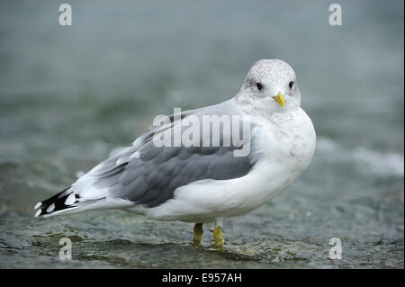 Gemeinsamen Gull (Larus Canus) stehen im Wasser, Katmai Nationalpark, Alaska Stockfoto