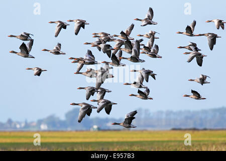 Fliegende Graugänse (Anser Anser), Vogelzug, Herbst Migration, Mecklenburg-Western Pomerania, Deutschland Stockfoto