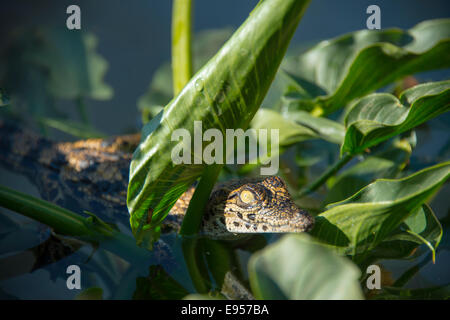 Young Nil-Krokodil (Crocodylus Niloticus), Krokodilfarm, Otjiwarongo, Namibia Stockfoto