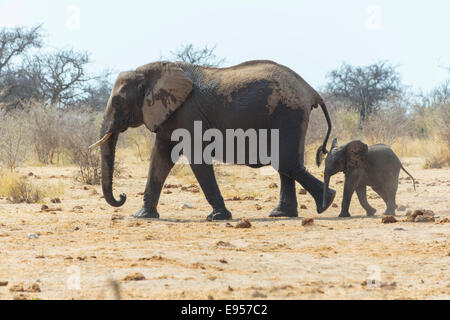 Elefanten-Kuh ein Kalb, afrikanischen Bush Elefanten (Loxodonta Africana), Etosha Nationalpark, Namibia Stockfoto