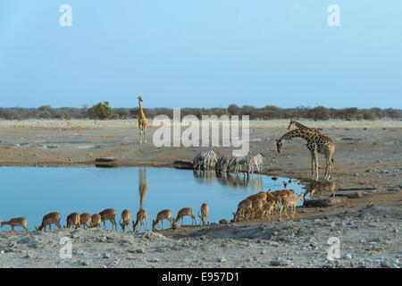 Burchell Zebra (Equus Quagga Burchellii), Giraffen (Giraffa Camelopardis) schwarz-faced Impalas (Aepyceros Melampus Petersi) Stockfoto