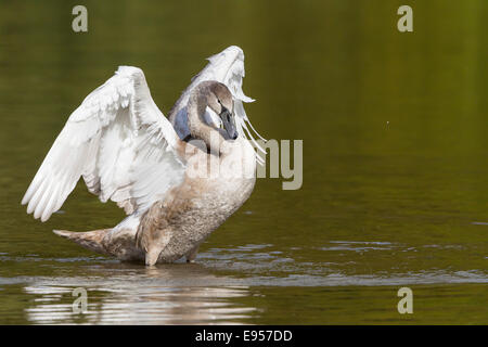 Young-Höckerschwan (Cygnus Olor), verbreiten ihre Flügel, Nordhessen, Hessen, Deutschland Stockfoto