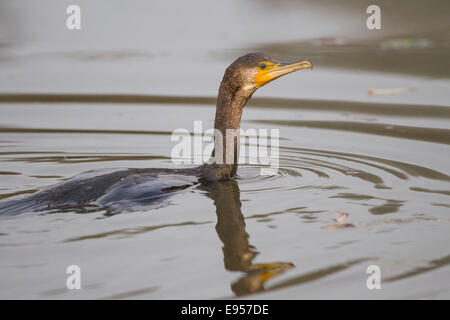 Kormoran (Phalacrocorax Carbo), Baden, Deutschland Stockfoto