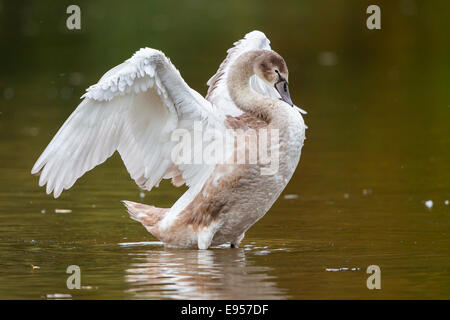 Young Höckerschwan (Cygnus Olor) im Wasser, steht flattern seine Flügel, Nordhessen, Hessen, Deutschland Stockfoto