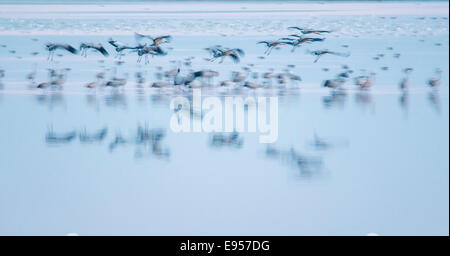 Kraniche (Grus Grus) fliegen über dem Wasser, Hortobágy, Ungarn Stockfoto