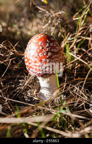 Junge frische Wald Amanita Muscaria Amanitaceae Pilz im Sonnenlicht ragte in Natur, braun und grün Moos Stockfoto