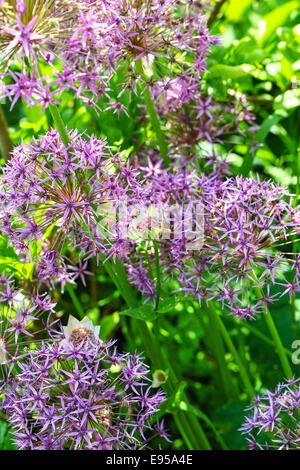 Die lila und rosa Blüten ein Allium Giganteum 'Globemaster' Anlage Stockfoto