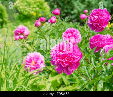 Bush der rosa Pfingstrosen im Garten Stockfoto