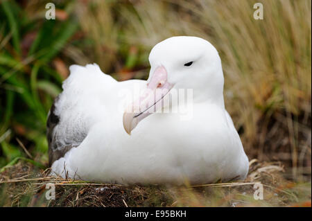 Südlichen Royal Albatros (Diomedea Epomophora) ruht in Rasen, subantarktischen Campbell Island, Neuseeland. Stockfoto