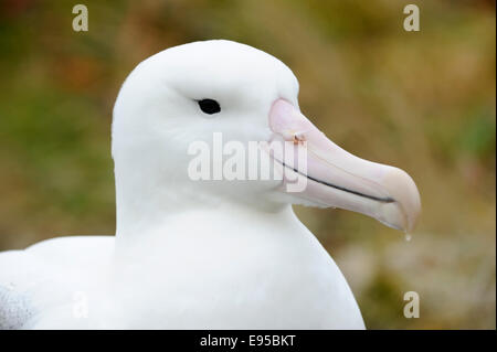 Südlichen Royal Albatros (Diomedea Epomophora) Porträt, subantarktischen Campbell Island, Neuseeland. Stockfoto