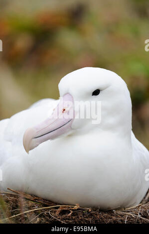 Südlichen Royal Albatros (Diomedea Epomophora) Porträt, ruht in Rasen, subantarktischen Campbell Island, Neuseeland. Stockfoto