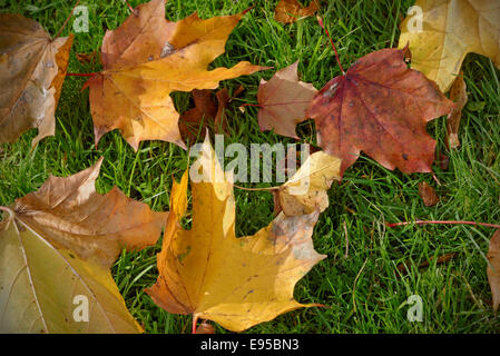 Nahaufnahme von Herbstlaub auf dem Rasen von Tau bedeckt. Mit textfreiraum und vignette Stockfoto