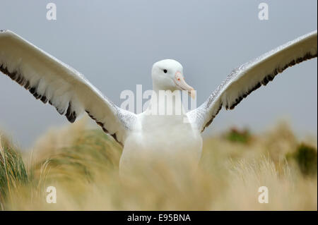 Südlichen Royal Albatros (Diomedea Epomophora) verbreitet seine Flügel, subantarktischen Campbell Island, Neuseeland. Stockfoto