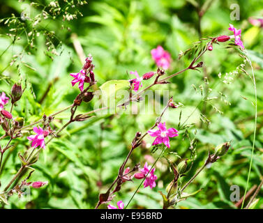 Eine gemeinsame Brimstone Schmetterling (Gonepteryx Rhamni) England UK Stockfoto